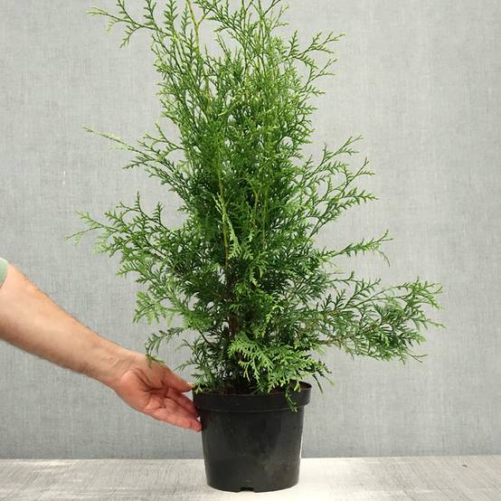 Thuya du Canada - Thuja occidentalis Brabant Pot de 4L/5L - Image 2