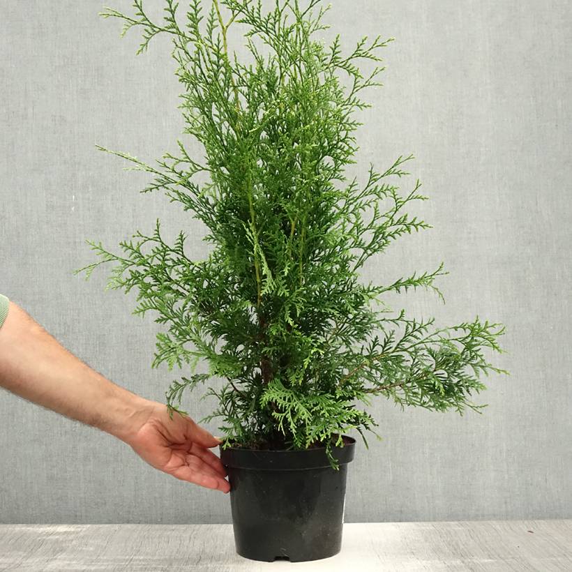 Thuya du Canada - Thuja occidentalis Brabant  Pot de 4L/5L - Image 2