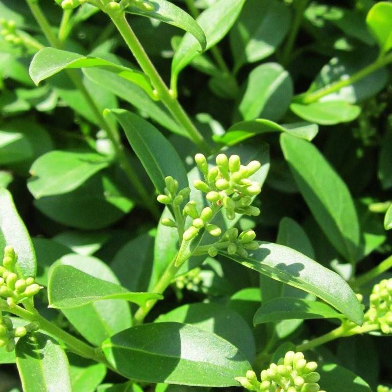 Troène commun, Ligustrum à fleurs Blanche - feuillage Caduc - Pot de 4L - 40/60 cm-  hauteur à maturité De 1,50 m à 2,00 m - Image 1