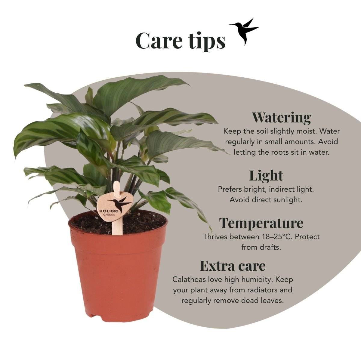 Calathea Freddie - Ø9cm - ↕23cm - Plantes d’intérieur - Image 3