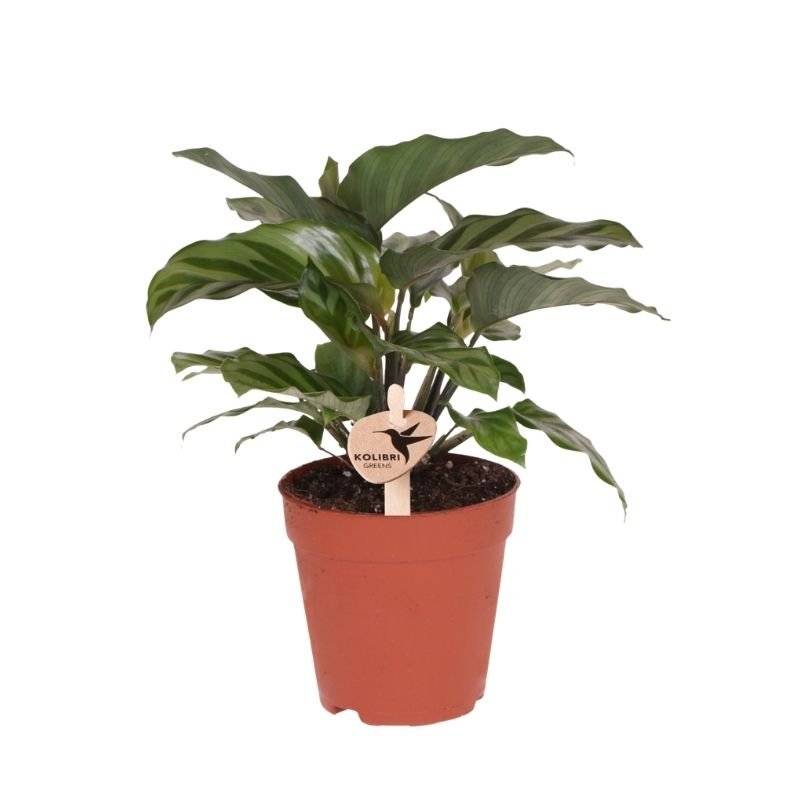 Calathea Freddie - Ø9cm - ↕23cm - Plantes d’intérieur
