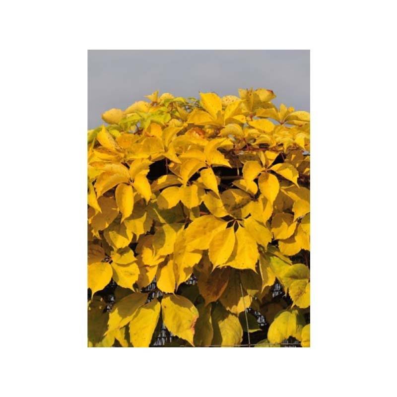 Promesse de Fleurs - Vigne vierge - Parthenocissus quinquefolia Yellow Wall Pot de 3L/4L