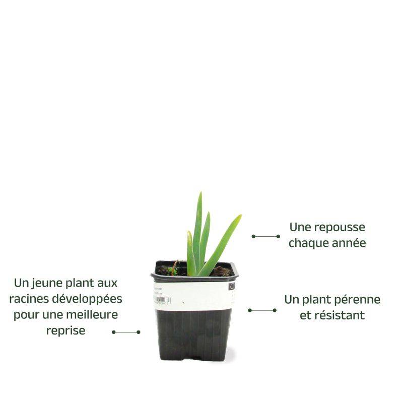 3 Iris Saphir - Lot de 3 vivaces - Pépinières Naudet - Image 3