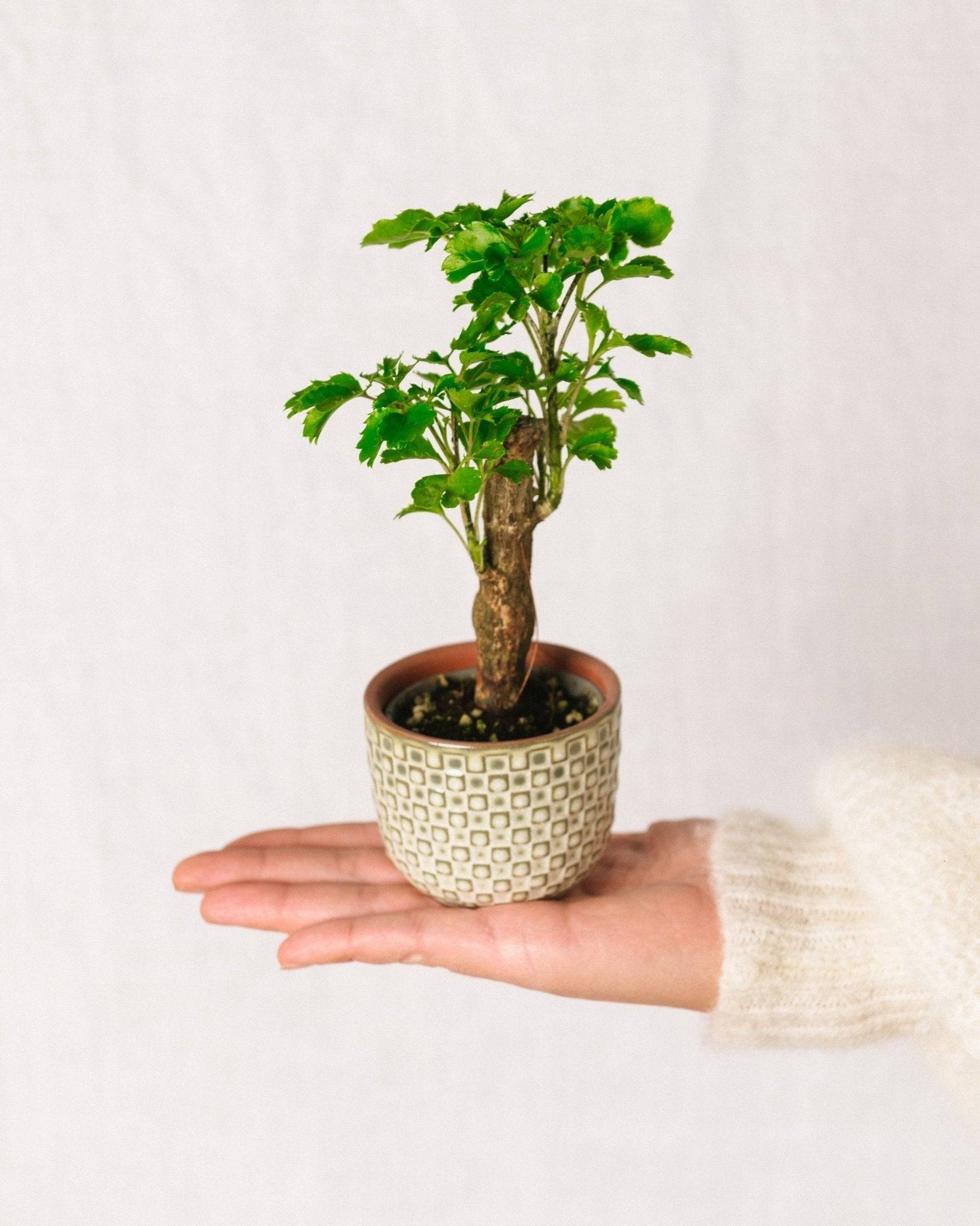 Mini Polyscias 17cm - Plante d'intérieur- La Green Touch - Image 2