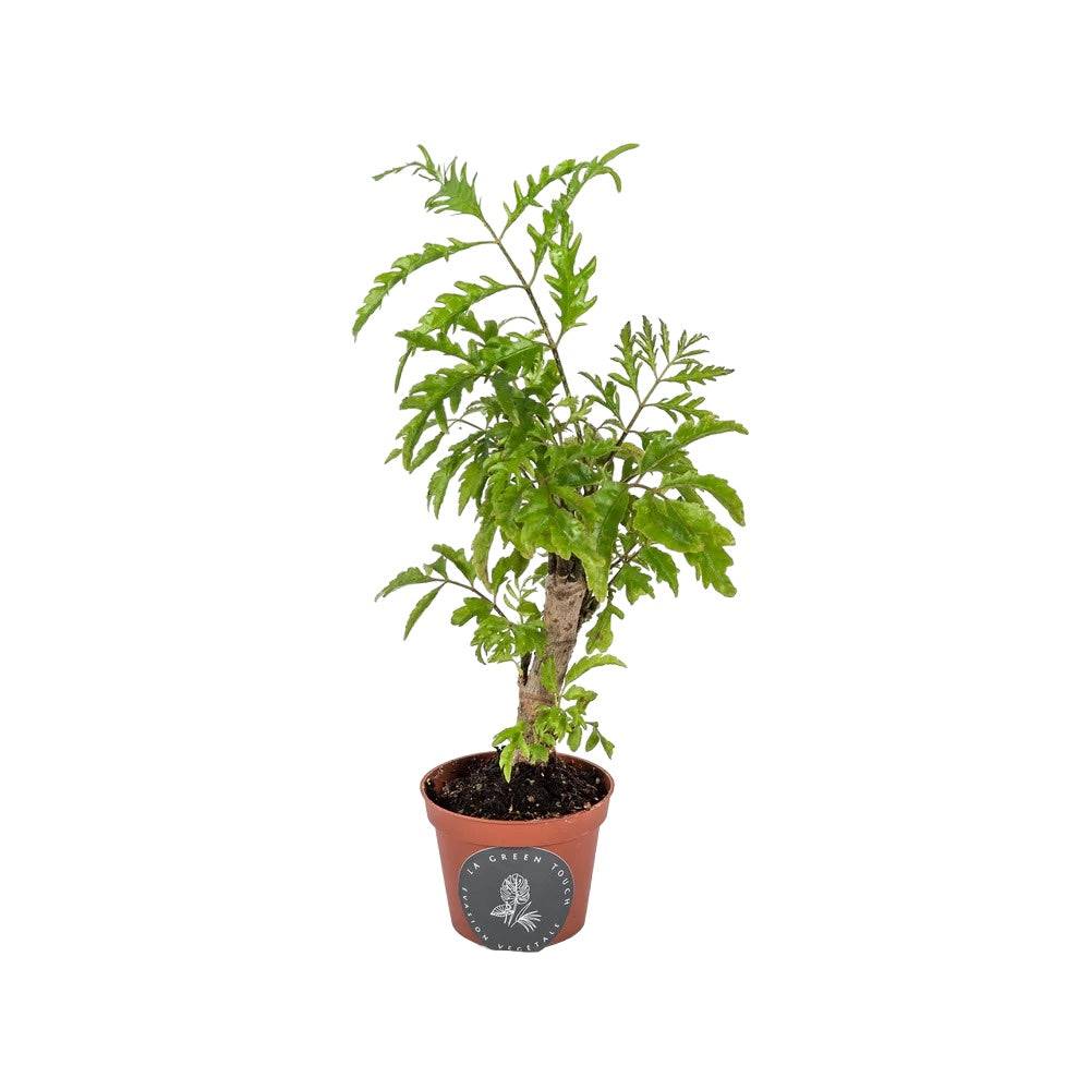Mini Polyscias 17cm - Plante d'intérieur- La Green Touch - Image 1