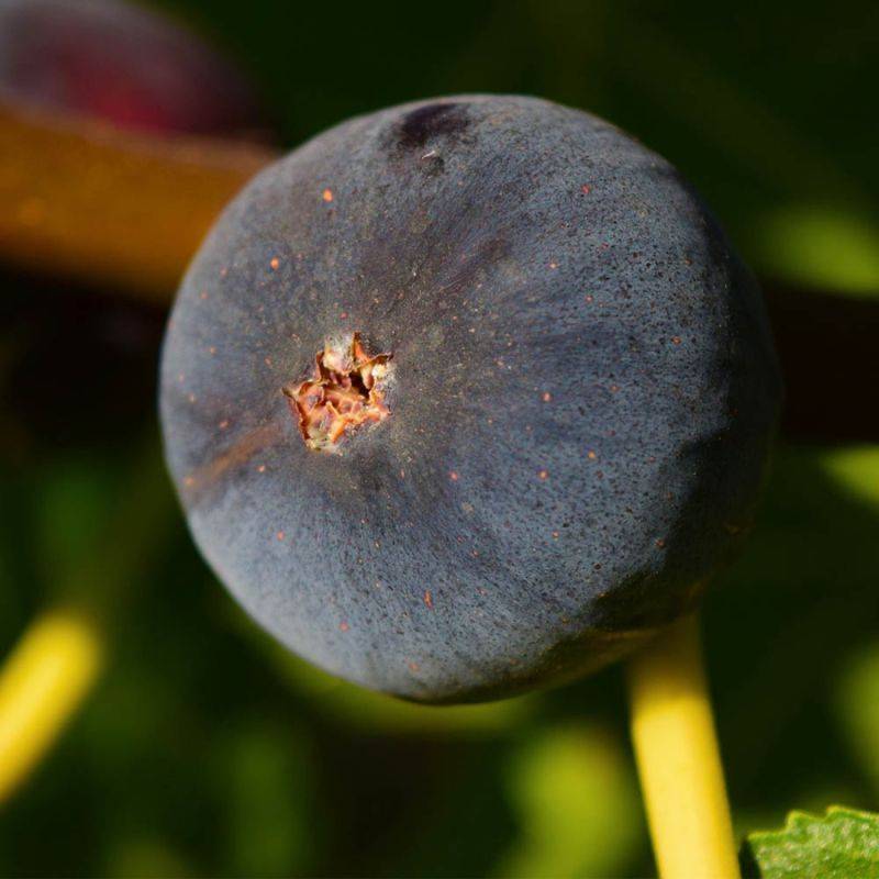 Figuier carica 'Rouge de Bordeaux' (Ficus carica 'Rouge de Bordeaux') - Conteneur 2L - Pépinières Naudet - Image 1