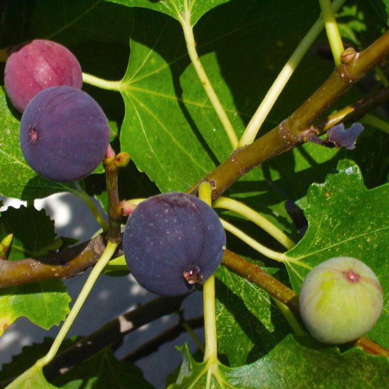 Figuier carica 'Rouge de Bordeaux' (Ficus carica 'Rouge de Bordeaux') - Conteneur 2L - Pépinières Naudet - Image 2