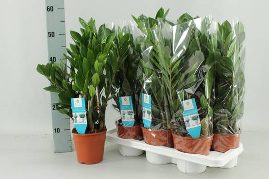 Zamioculcas Zamiifolia - D14 H55cm