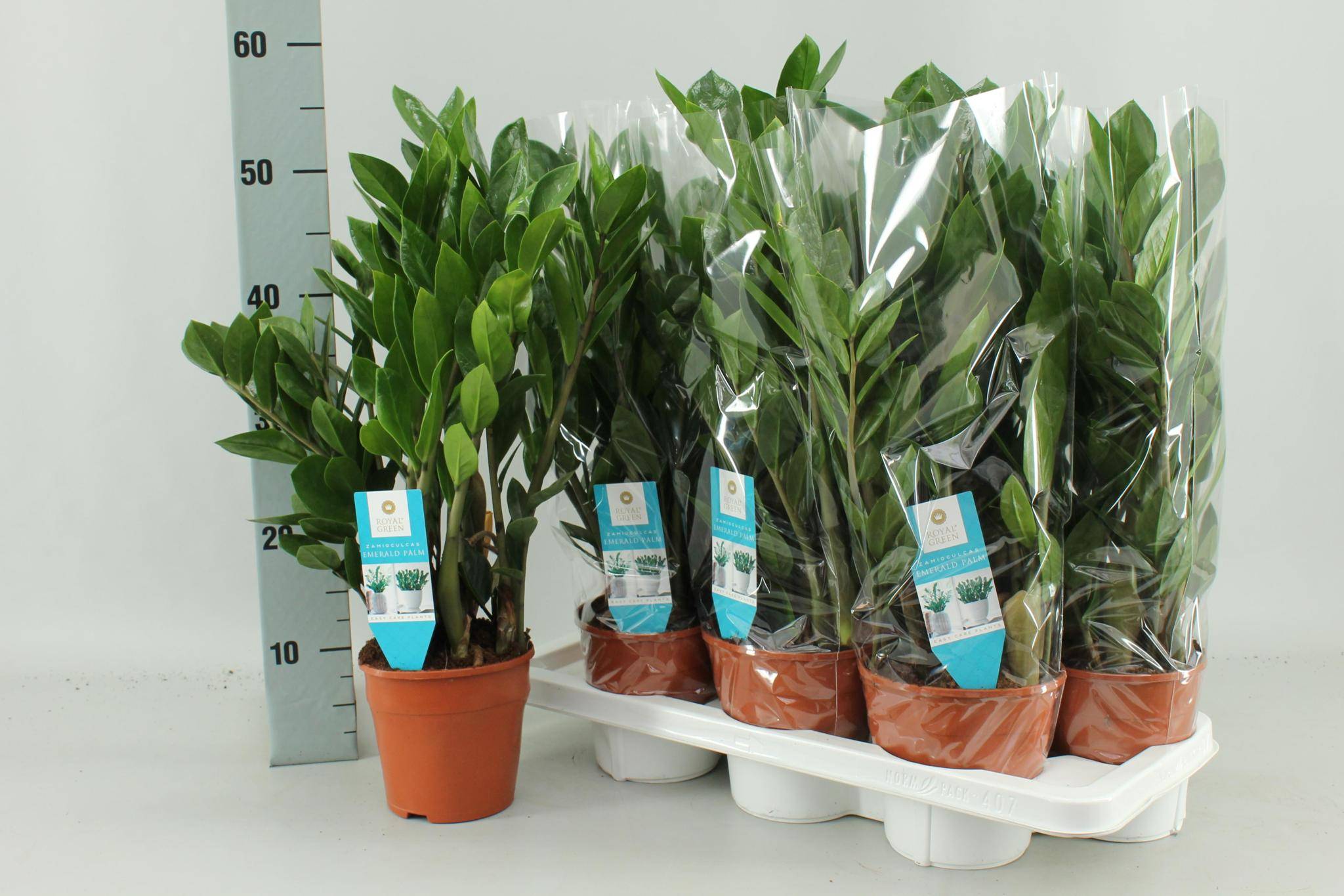 Zamioculcas Zamiifolia - D14 H55cm