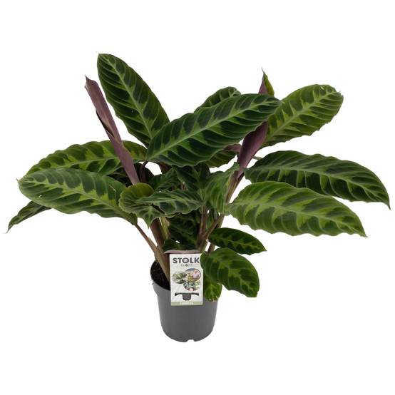 Calathea Warscewiczii - D14 H50cm