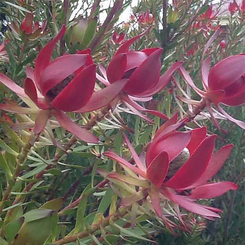 Promesse de Fleurs - Leucadendron Devil's Blush Pot de 3L/4L - Image 1