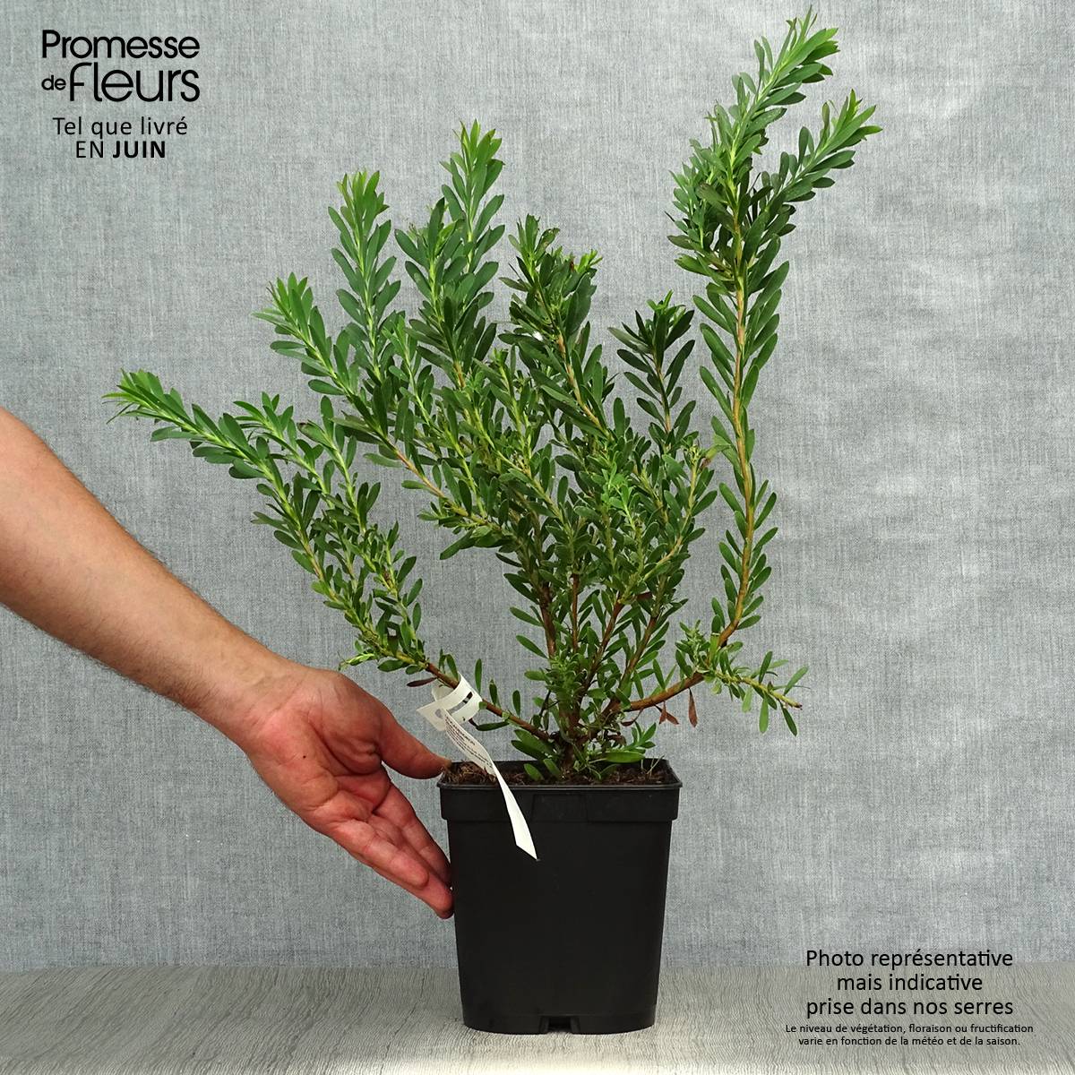 Promesse de Fleurs - Leucadendron Devil's Blush Pot de 3L/4L - Image 2