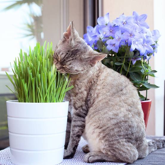 Promesse de Fleurs - Herbe-à-chat - Mélange de graminés le sachet de 200 graines environ (75g)