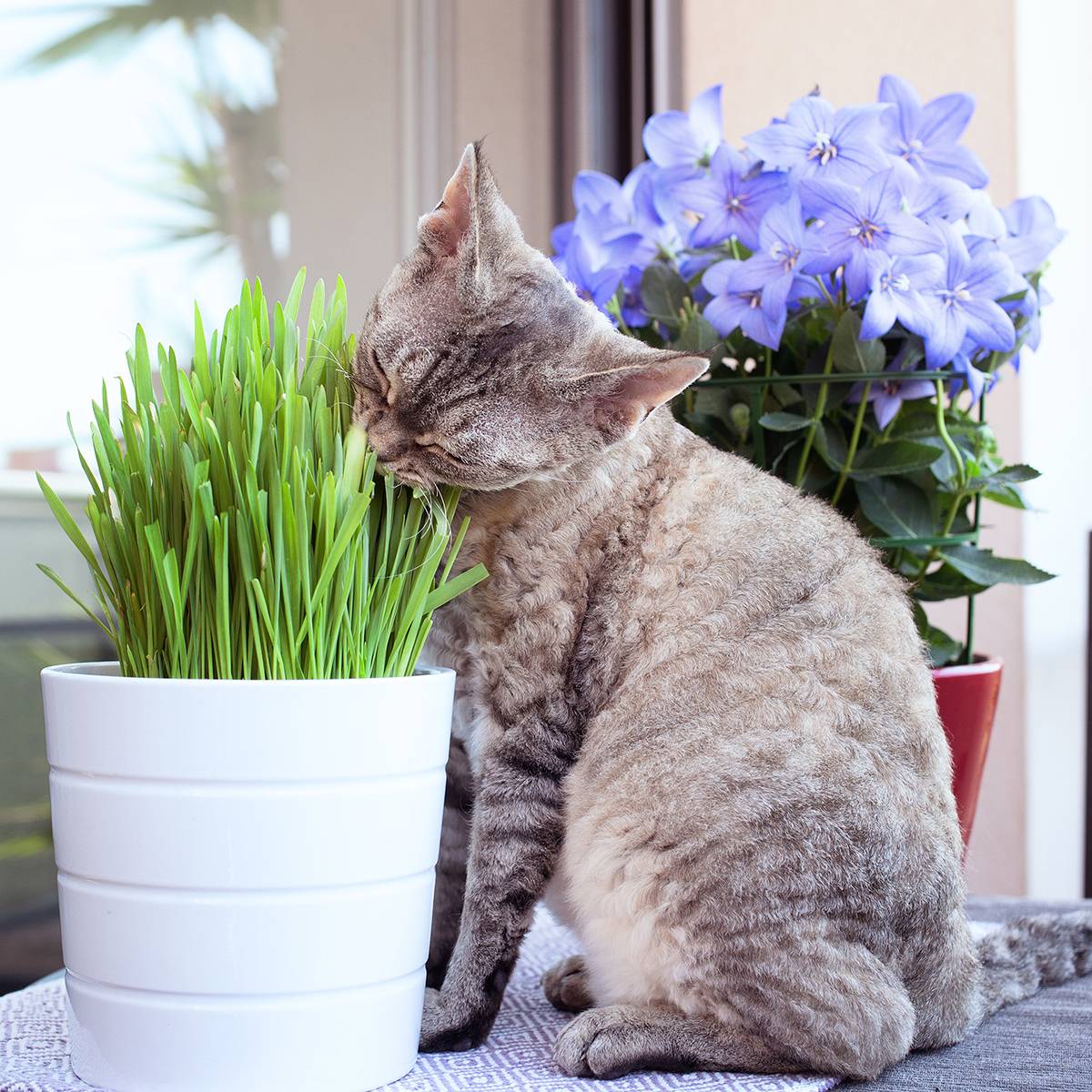 Promesse de Fleurs - Herbe-à-chat - Mélange de graminés le sachet de 200 graines environ (75g)