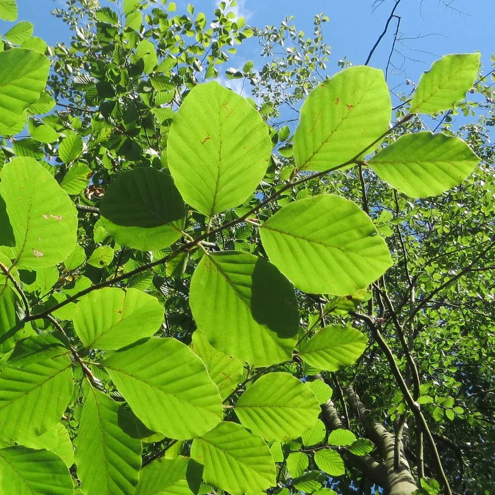 Hêtre commun Zlatia, Fagus - Pot de 15L - Baliveau - Image 1