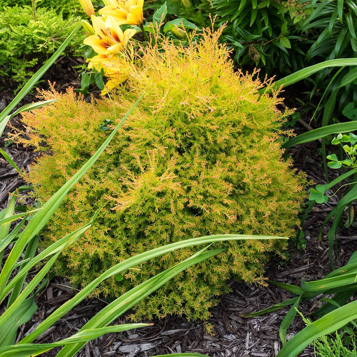 Thuya du Canada - Thuja occidentalis Fire Chief Pot de 2L/3L - Image 1
