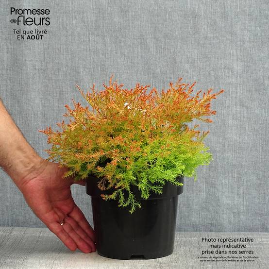 Thuya du Canada - Thuja occidentalis Fire Chief Pot de 2L/3L - Image 2
