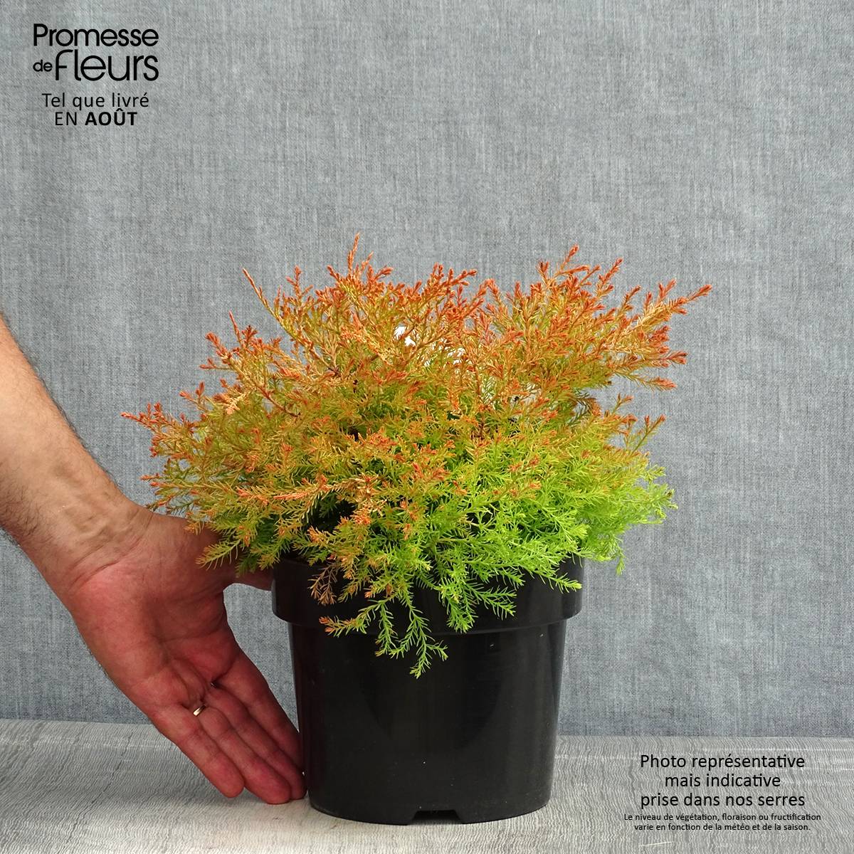 Thuya du Canada - Thuja occidentalis Fire Chief Pot de 2L/3L - Image 2