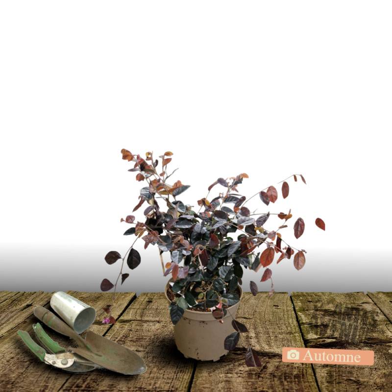 Loropetalum Rouge de La Majorie®, Loropétale à fleurs Rouge/ - feuillage Persistant - Pot de 3L - 40/60 cm - Image 2