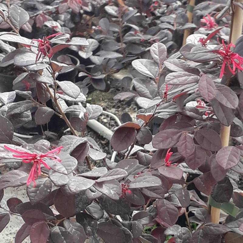 Loropetalum Rouge de La Majorie®, Loropétale à fleurs Rouge/ - feuillage Persistant - Pot de 3L - 40/60 cm - Image 1