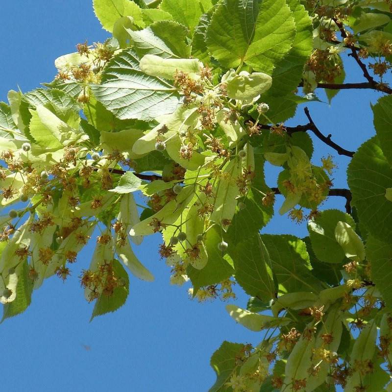 Tilleul à grandes feuilles, Tilia - Pot de 15L - Tige 10/12 - Haut. 150/175 cm - Image 1