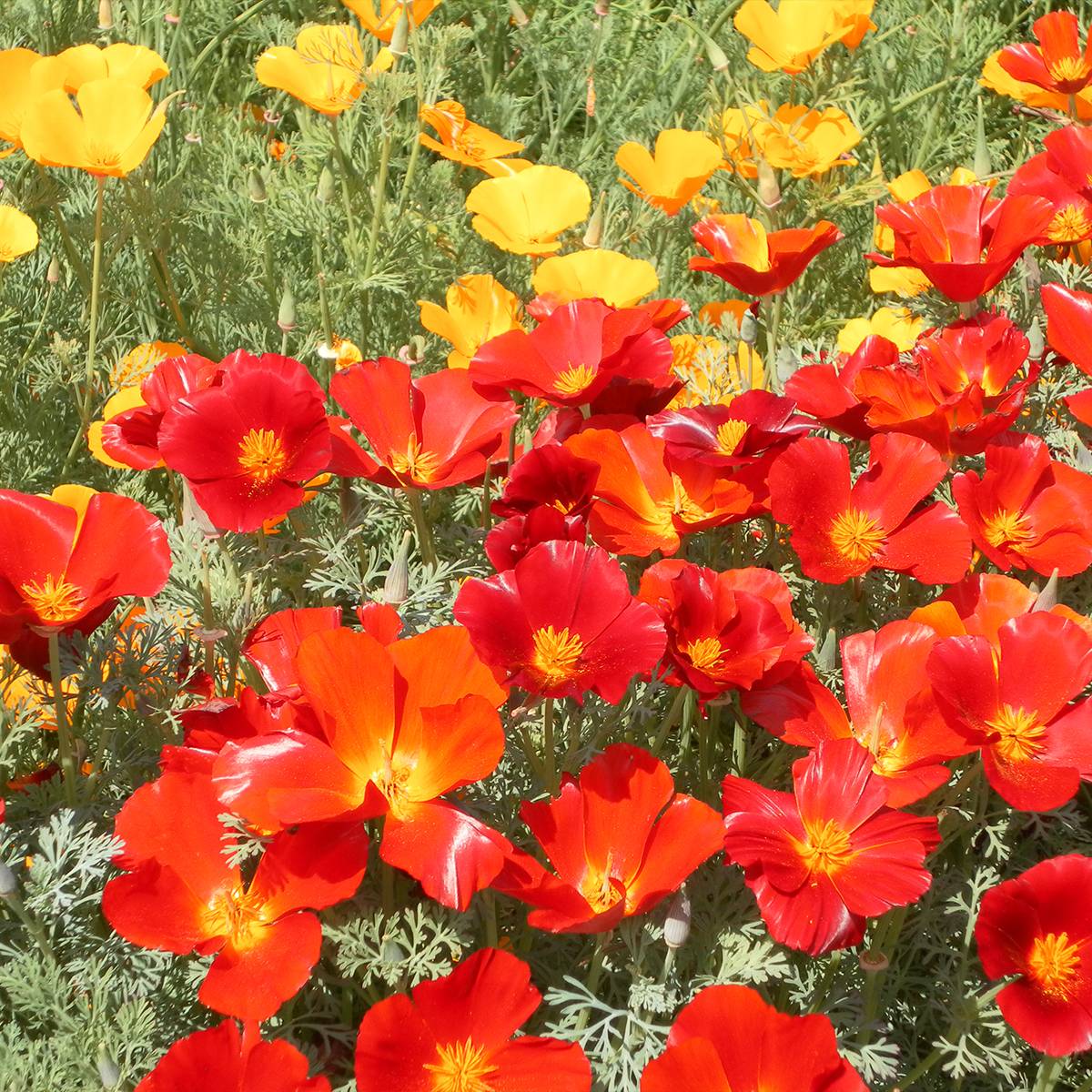 Promesse de Fleurs - Graines de Pavot de Californie Red Chief - Eschscholzia californica le sachet de 550 graines environ (1g)