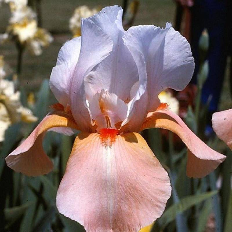 Iris des jardins Invitation à fleurs Rose/Blanche - feuillage Caduc - Godet - 5/20 cm - Image 1
