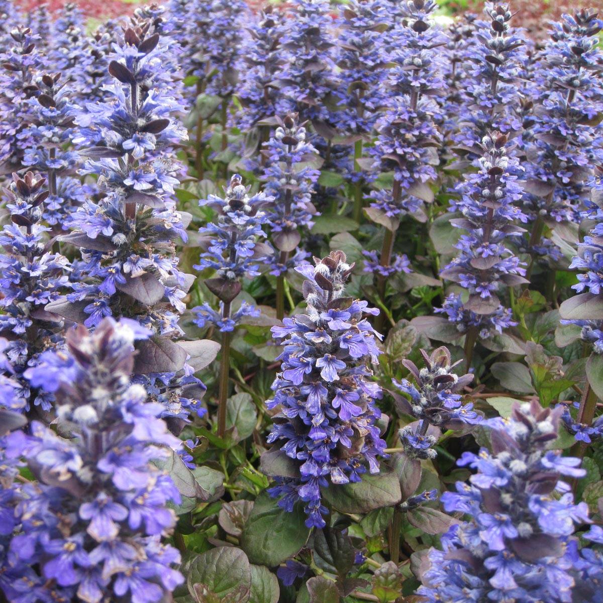 Promesse de Fleurs - Bugle rampante - Ajuga reptans Catlin's Giant Godet de 8/9 cm