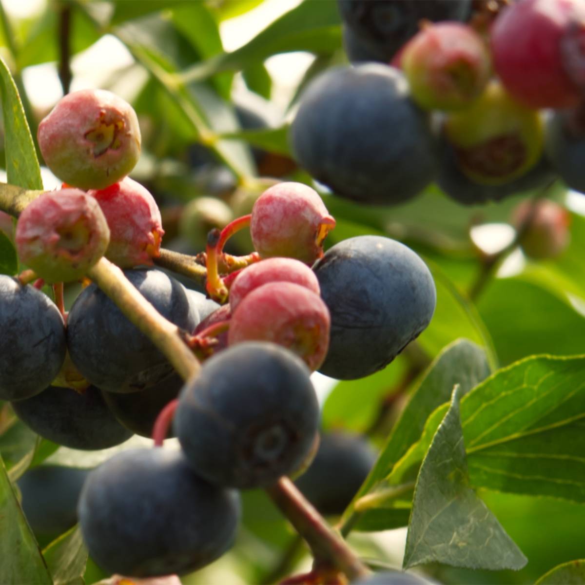 Promesse de Fleurs - Myrtillier Brazelberry Berrybux - Vaccinum angustifolium Pot de 10 cm/11cm