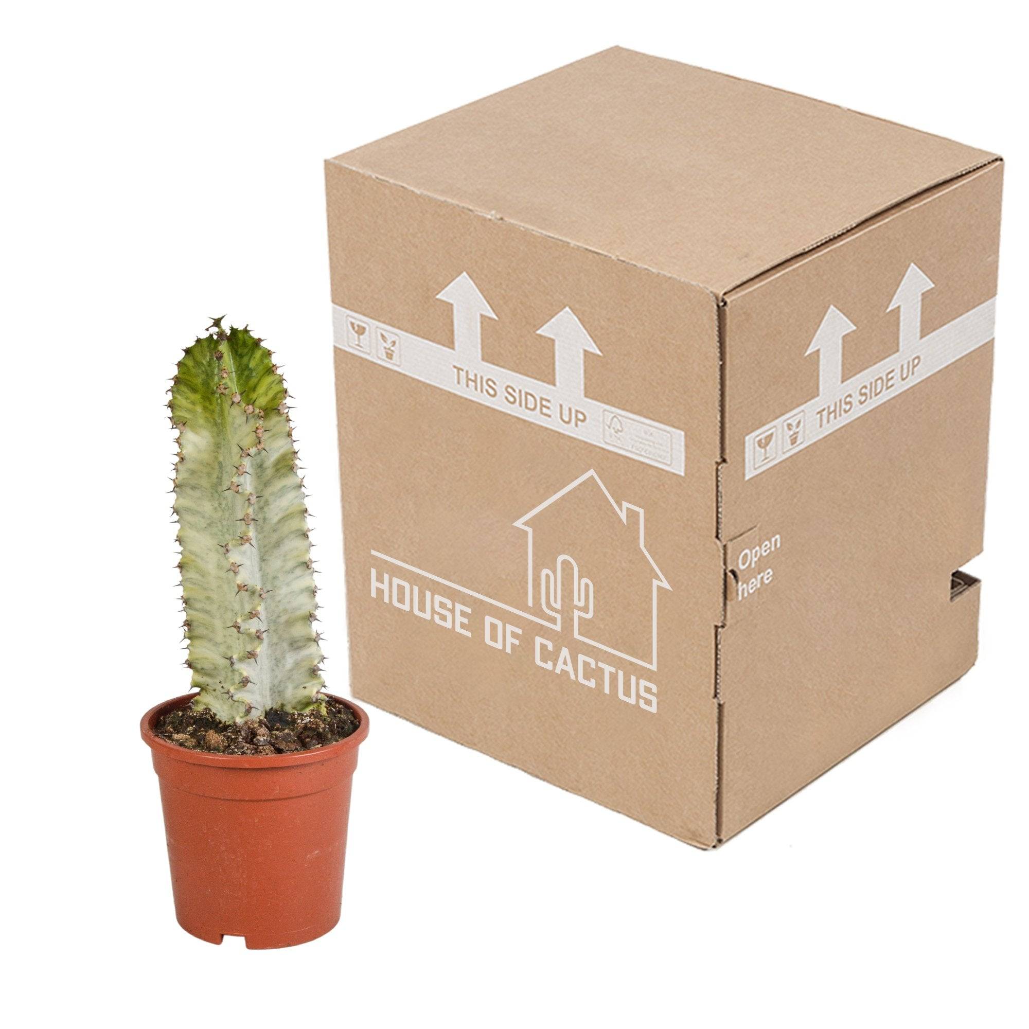 Euphorbia marmorata h40cm - cactus d'intérieur- La Green Touch - Image 4