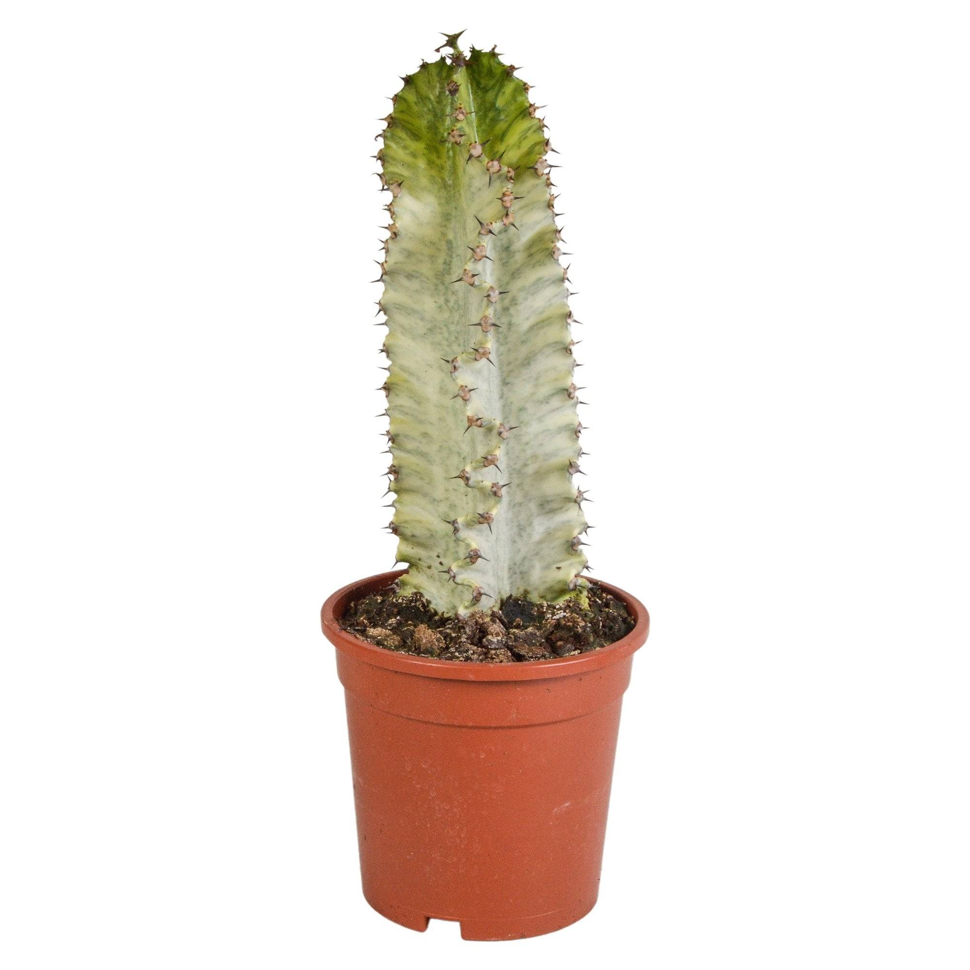 Euphorbia marmorata h40cm - cactus d'intérieur- La Green Touch - Image 1