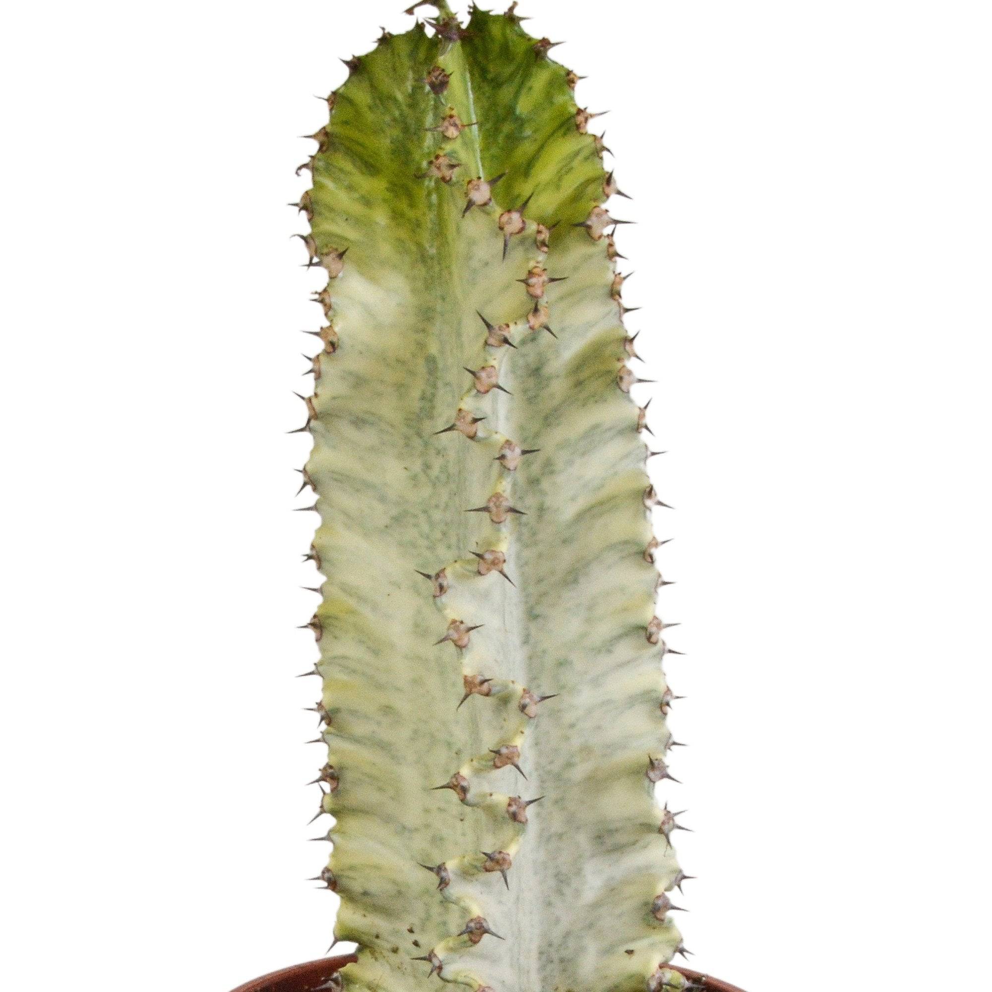 Euphorbia marmorata h40cm - cactus d'intérieur- La Green Touch - Image 2