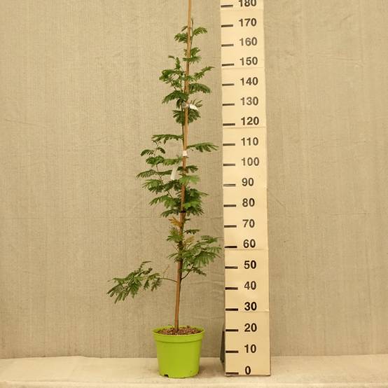 Promesse de Fleurs - Acacia dealbata Gaulois Astier - Mimosa des fleuristes Pot de 7,5L/10L, Baliveau - Image 2