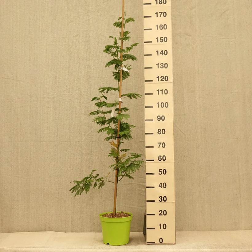 Promesse de Fleurs - Acacia dealbata Gaulois Astier - Mimosa des fleuristes Pot de 7,5L/10L, Baliveau - Image 2