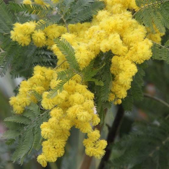 Promesse de Fleurs - Acacia dealbata Gaulois Astier - Mimosa des fleuristes Pot de 7,5L/10L, Baliveau - Image 1
