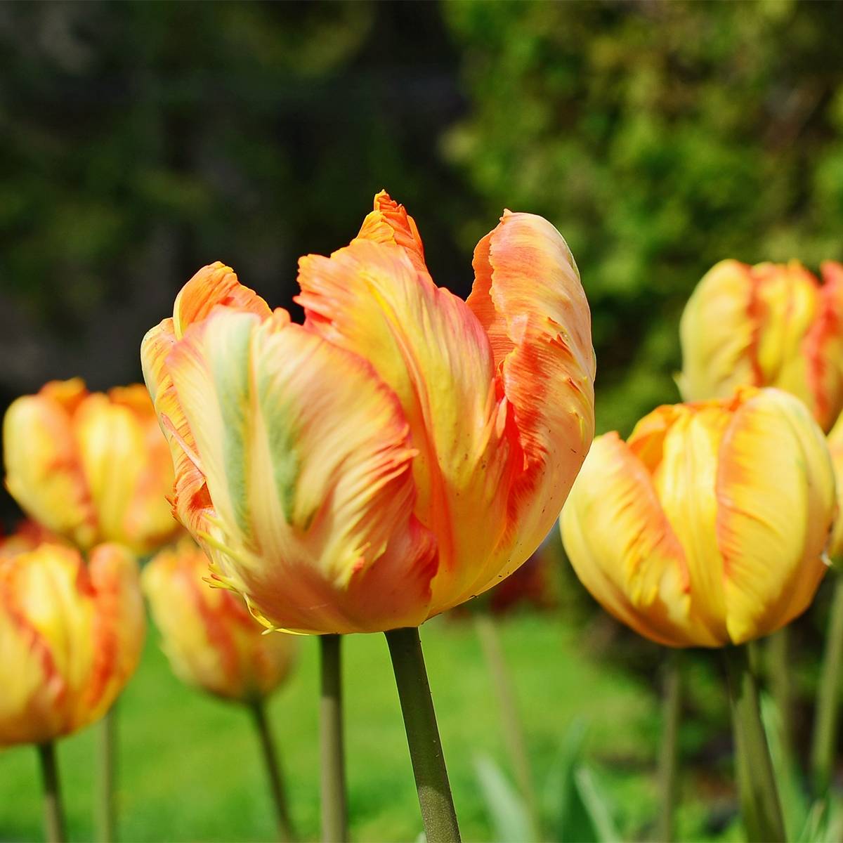 Promesse de Fleurs - Tulipe Perroquet Comet Bulbe calibre 12+ (par 6)