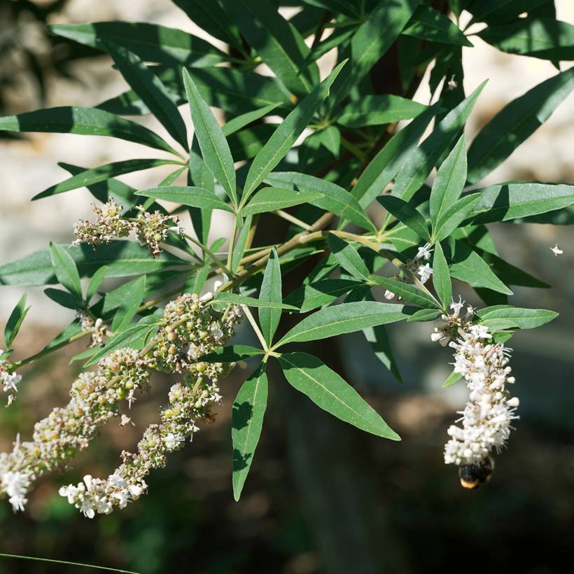Promesse de Fleurs - Vitex agnus-castus Albus - Gattilier blanc Pot de 3L/4L