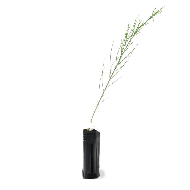 Genêt à balais (Cytisus scoparius) - Godet - Taille 30/50cm - Pépinières Naudet - Image 2