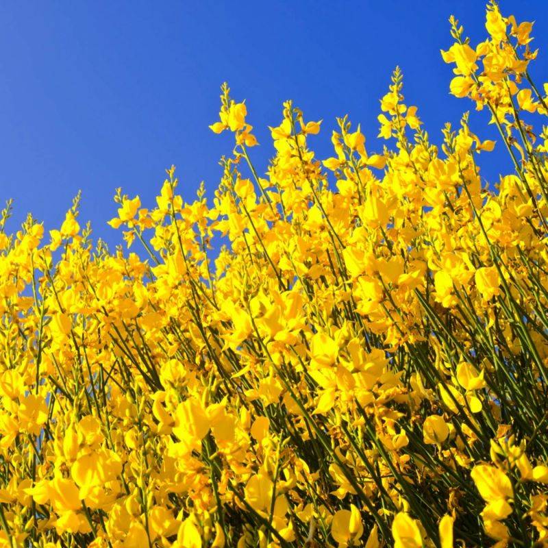 Genêt à balais (Cytisus scoparius) - Godet - Taille 30/50cm - Pépinières Naudet - Image 1