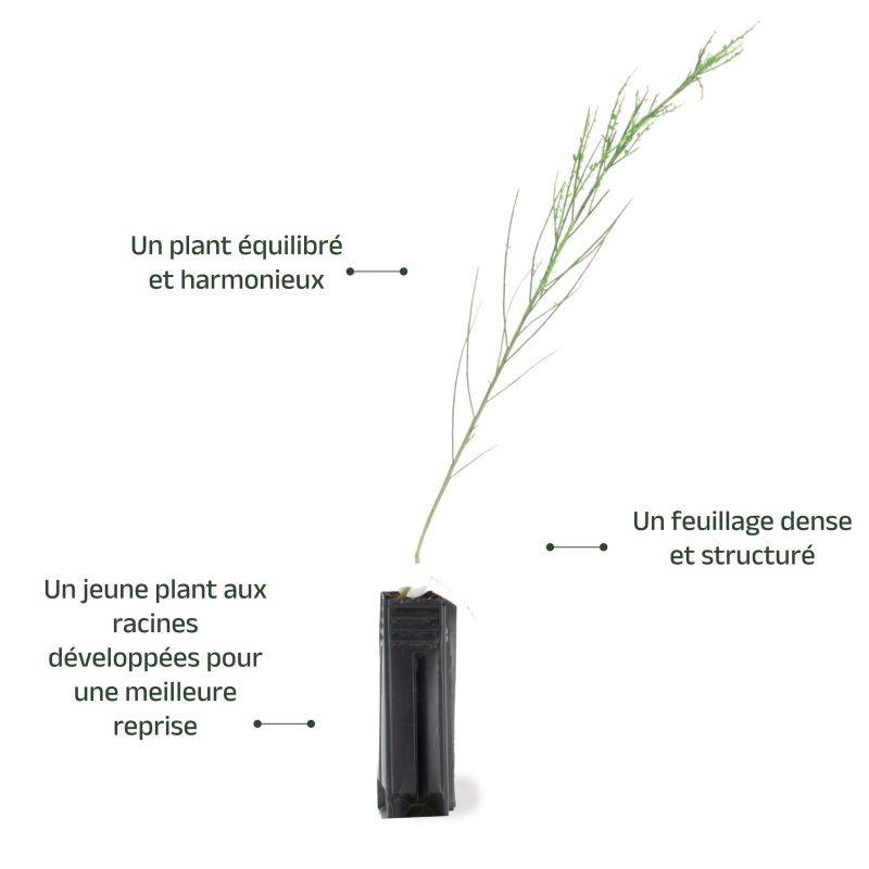 Genêt à balais (Cytisus scoparius) - Godet - Taille 30/50cm - Pépinières Naudet - Image 3