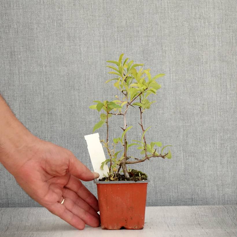 Pyracantha coccinea Sunny Star - Buisson ardent Godet de 8/9 cm - Image 2