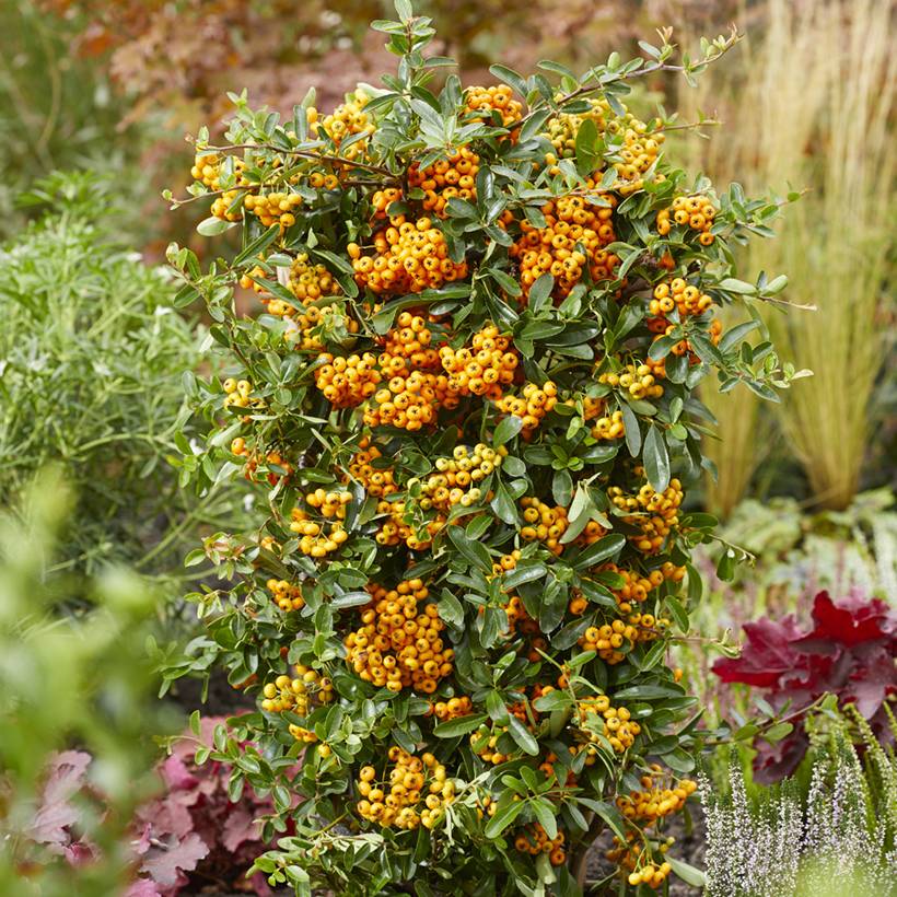 Pyracantha coccinea Sunny Star - Buisson ardent Godet de 8/9 cm