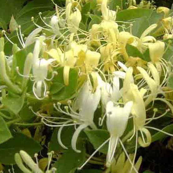 Chèvrefeuille du Japon Halliana à fleurs Blanche - feuillage Semi-Persistant - Godet - 5/20 cm- hauteur à maturité De 5,00 m à 10,00 m - Image 1