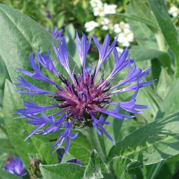 Bleuet des Montagnes bleu - Centauree bleue Montana Coerulea Godet de 8/9 cm
