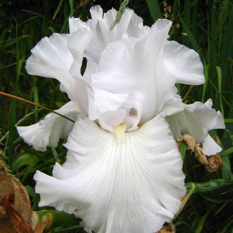 Iris des jardins Wedding Bouquet à fleurs Blanche/ - feuillage Caduc - Godet - 5/20 cm - Image 1