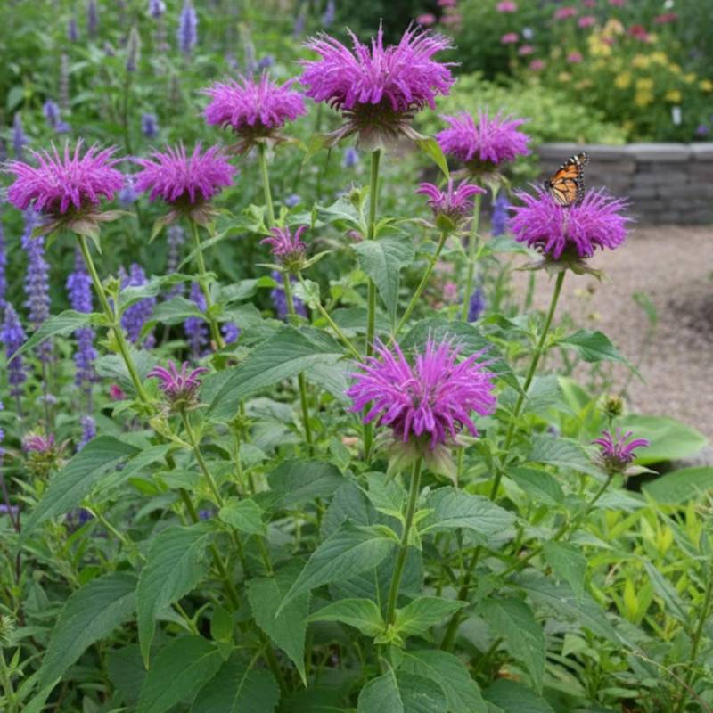 Monarde Blaustrumpf à fleurs Rose/ - feuillage Caduc - Godet - 5/20 cm