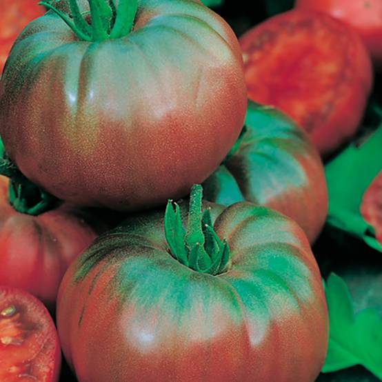 Plant de tomate côtelée noire de crimée pot de 0,5 litre - Image 1