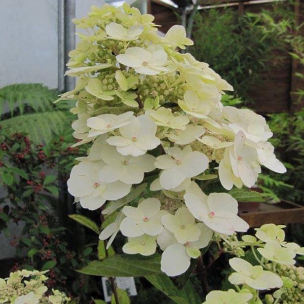 Promesse de Fleurs - Hydrangea paniculata Unique - Hortensia paniculé Pot de 2L/3L - Image 1