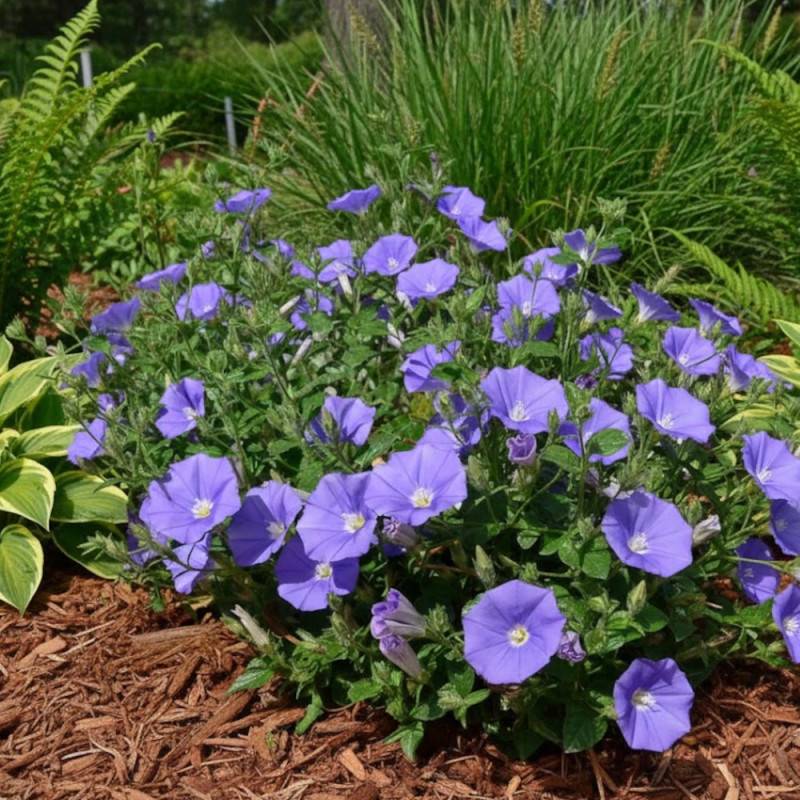 Liseron Blue Cascade, Convolvulus à fleurs Bleue - feuillage Persistant - Godet - 5/20 cm-  hauteur à maturité De 0,15 m à 0,50 m - Image 3