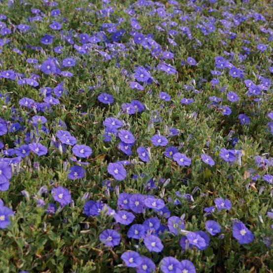 Liseron Blue Cascade, Convolvulus à fleurs Bleue/ - feuillage Persistant - Godet - 5/20 cm - Image 2
